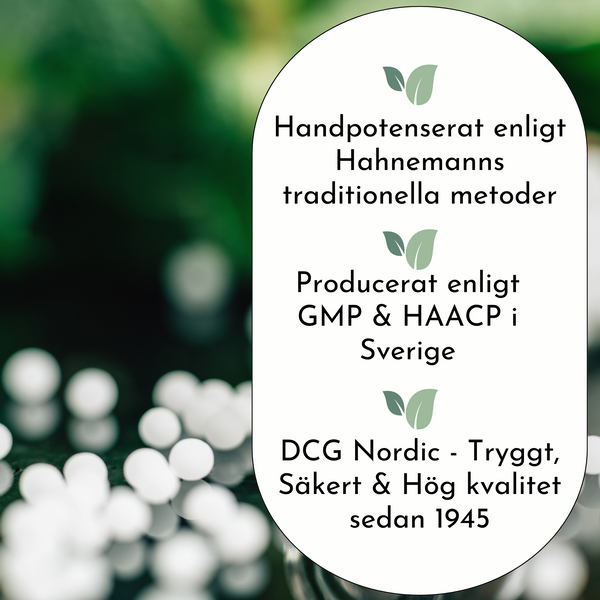 Thuja occidentalis